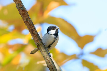 great tit sitting on a tree branch in the forest