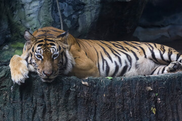 Close up bengal tiger is beautiful animal and dangerous in forest