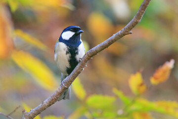 great tit sitting on a tree branch in the forest