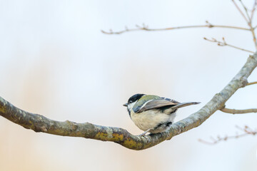 great tit sitting on a tree branch in the forest