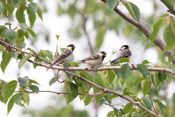 great tit sitting on a tree branch in the forest
