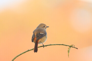 a durian redstart sitting on a tree branch in the forest
