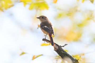 a durian redstart sitting on a tree branch in the forest