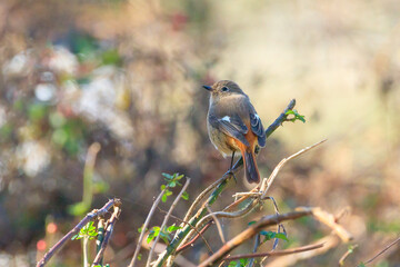 a durian redstart sitting on a tree branch in the forest