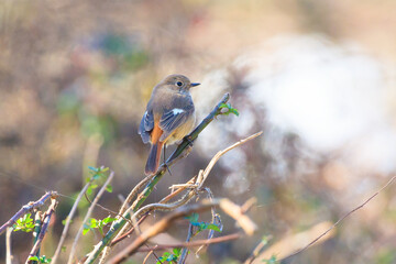 a durian redstart sitting on a tree branch in the forest
