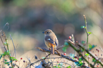 a durian redstart sitting on a tree branch in the forest