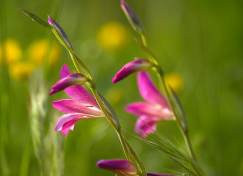 Single Cornflag flower, (Gladiolus communis), flowers in the field, Flowery field in spring. Alghero, Sardinia, Italy.