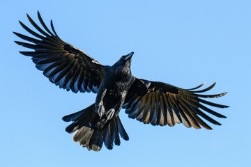 Carrion crow ,Corvus corone, black bird perched on branch and looking at camera,Birds flying ravens isolated on white background Corvus corax. Halloween 