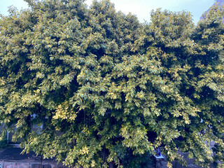 Tree with very shady leaves