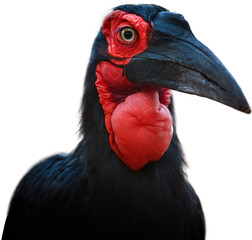 Isolated on white, close up Portrait of a Southern Ground Hornbill, Bucorvus leadbeateri. African Bird with Vivid red patches on the face and throat. Red and black colors, eye contact. Safari animal. 