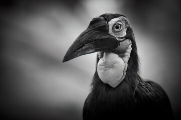 Black and white animal theme: close up Portrait of a Southern Ground Hornbill, Bucorvus leadbeateri. Huge African Bird with Vivid red patches on the face and throat.  Eye contact, blurred background.