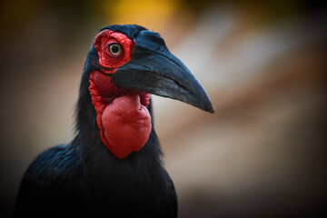 Close up Portrait of a Southern Ground Hornbill, Bucorvus leadbeateri. African Bird with Vivid red patches on the face and throat. Red and black colors, eye contact, blurred background.