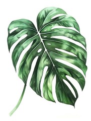 Watercolor illustration of Monstera leaves in vibrant green hues.

