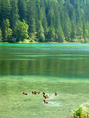 Eine Entenfamilie schwimmt im grün schillernden Jägersee.