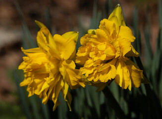  Double daffodils, also known as Narcissus, flaunt their beauty with an abundance of petals. Each flower is a masterpiece of nature, boasting layers upon layers of delicate petals.