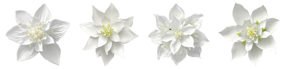 White Jasmine Chamomile Flowers With Transparent Background