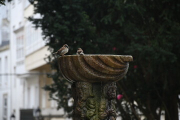 pajaros refrescandose 