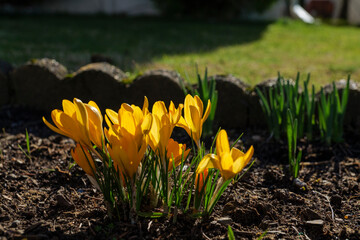 A vibrant yellow crocus blooms from rich brown soil, with a backdrop of soft-focus green grass. ....