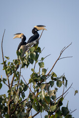 Malabar Pied-hornbill - Anthracoceros coronatus, large hornbill from Indian subcontinent, Nagarahole Tiger Reserve, India. - 764110803