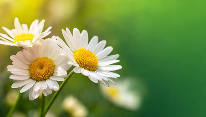 Fototapeta premium Close-up of daisy flowers. Spring season. Beautiful floral banner with green blurred background