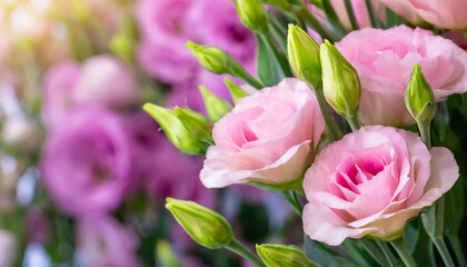 Fototapeta premium Close-up of elegant Lisianthus (Eustoma) pink flowers. Spring season. Beautiful floral banner