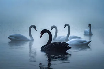 Gartenposter Black swan event. Image of a real black swan in a group of white swans on a misty lake. © Alexander