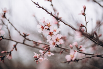 The flowering of a fruit fruit tree after rain