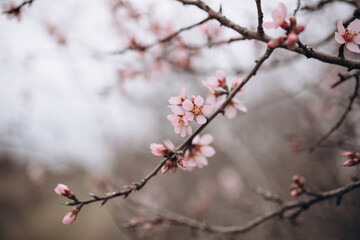 The flowering of a fruit fruit tree after rain