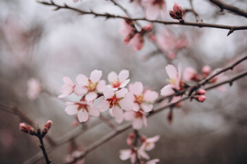 The flowering of a fruit fruit tree after rain