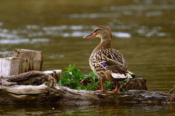 Duck chilling on a tree trunk in a river