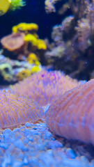 Animaux marins