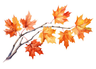 Obraz premium Watercolor autumn maple branch clipart isolated on transparent background