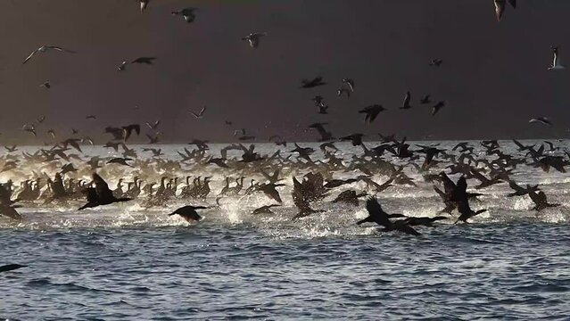 big birds colony in magdalena bay baja california sur mexico slow motion footage