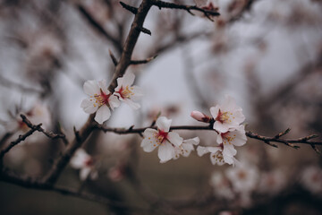 The flowering of a fruit fruit tree after rain