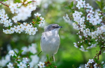 a beautiful bird gray warbler sits on a cherry tree with white flowers in the spring May garden