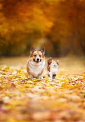 furry friends a cat and a corgi dog walk through fallen golden leaves in an autumn sunny park - 764116276
