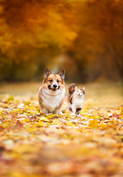 furry friends a cat and a corgi dog walk through fallen golden leaves in an autumn sunny park