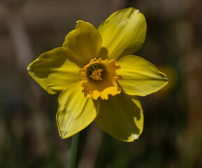 Daffodils dance in the spring breeze, their vibrant yellow trumpets heralding the arrival of a new season. Each blossom stands tall and proud, like miniature suns scattered across the emerald meadows.