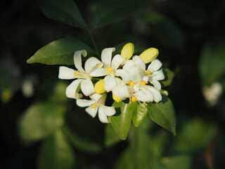 white flower orange jasmine on green background nature 