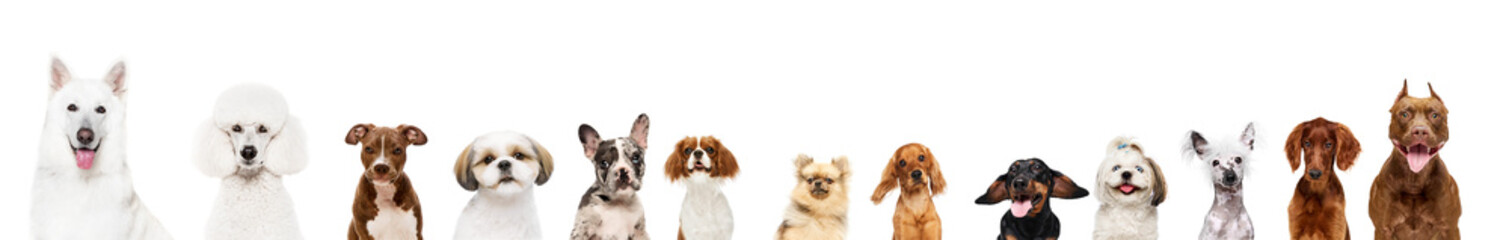 Collage made of different purebred dogs looking against white studio background. Smart, beautiful...