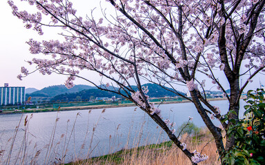 Landscape view of Blossom cherry  in Naju, South Korea.