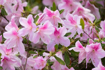 Many pretty pink azalea flowers fill the warm spring time scene.