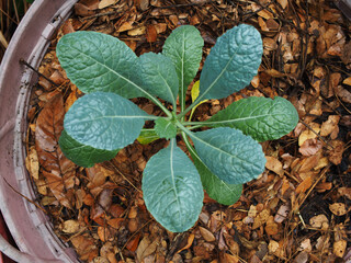 kale and vegetable in pot vegi food high vitamin
