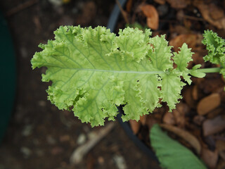 kale and vegetable in pot vegi food high vitamin
