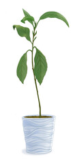 Fototapeta na wymiar An illustration with a transparent background of an avocado plant in a white decorative pot