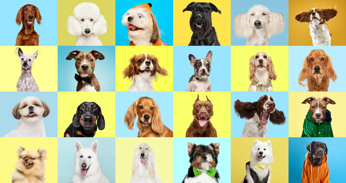 Collage of various dog breeds in different size and color against multicolored background. Marketing for pet food brands, illustrating variety for every breed. Concept of animal theme, care, vet