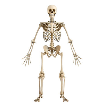 Human Skeletal System Model (Organ System Model) Isolated on Transparent Backdrop - PNG Cutout