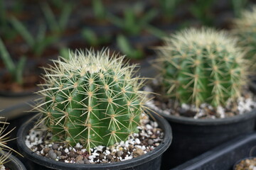 Cactus plant in plastic pot.