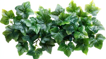 The green ivy plant is isolated on a white background. - obrazy, fototapety, plakaty