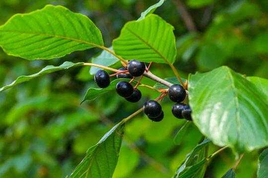 Leaves and fruits of the medicinal shrub Frangula alnus, Rhamnus frangula with poisonous black and red berries closeup